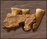 This jawbone helped to reshape modern thinking