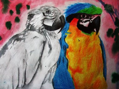 Two parots