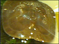 soft shell turtle