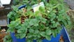 Strawberry plants