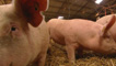 Pigs