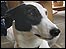 Miss Que the greyhound
