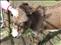 The donkey
