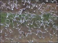 Birds in flight