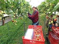 Strawberry farm
