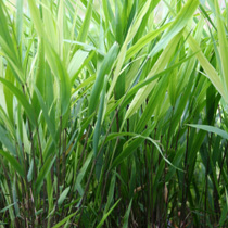 Hakonechloa macra