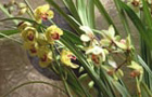 Cymbidium