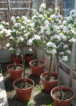 My apples in the glasshouse in full flower by mid-April, at least a month early