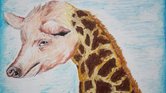 Pigiraffe Pigiraffe