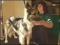 Dog being groomed