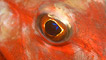 A red gurnard by Rob Spray