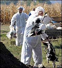 Equipes sacrificam aves na Macedônia devido ao temor da gripe aviária
