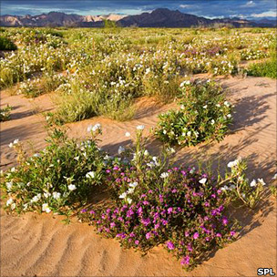 Desert plants