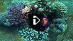 Wreck diving Conshelf