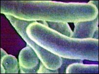 Bactéria da tuberculose