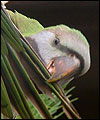 parrot