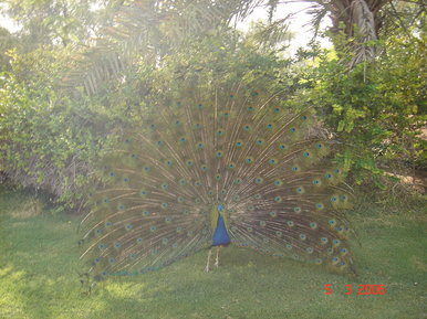 A beautiful bird