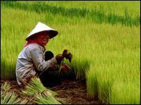 Đồng lúa VN