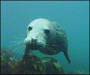 A grey seal off Lundy