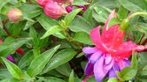 Fuschias in the... Fuschias in the...