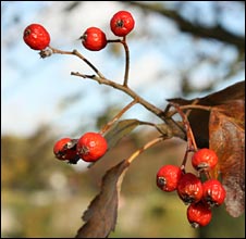 10berries_100things.jpg
