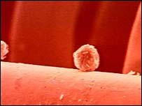 Stem cells