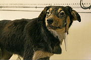 pavlovs_dog.jpg