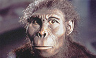 The ape that took over the world