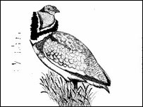 Little Bustard