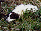 Spaniel dog
