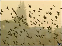 Aves