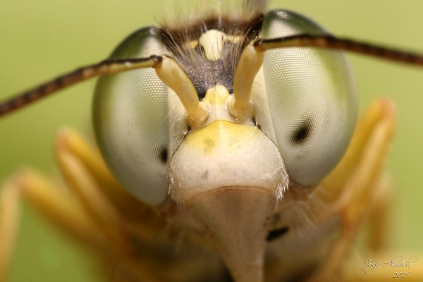 wasp_blog.jpg