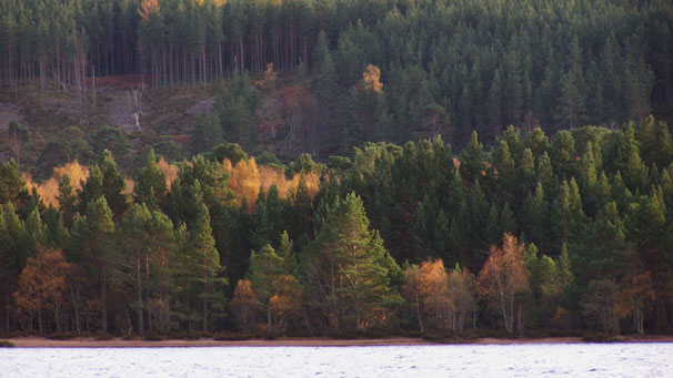 Conifers