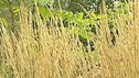 Calamagrotis 'Karl Foerester'