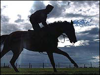 Race horse