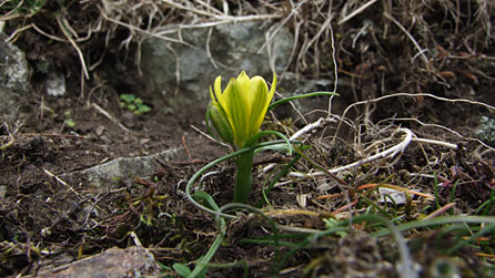 Radnor lily
