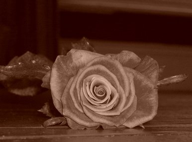 My rose