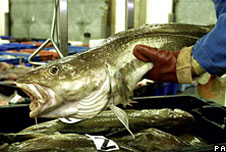Cod