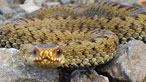Adder. Photo: Neville Pearce