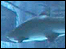 Sharks: link.