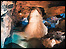 Wookey Hole Caves