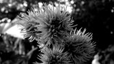 Black and white... Black and white...