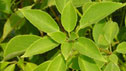 Trochodendron araloides