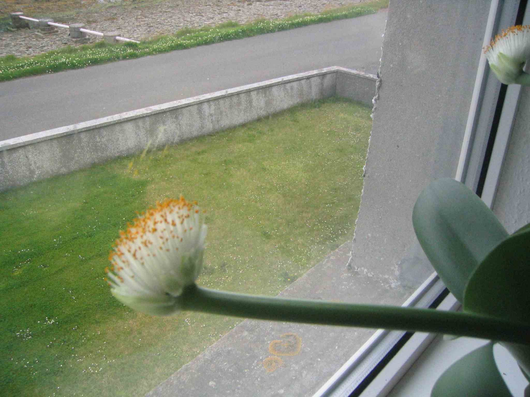 Closeup of flower