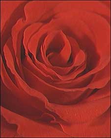 Red rose of Labour