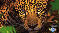 Wallpaper, Jaguar Araquém Alcântara