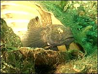 Underwater fish