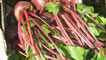 Beetroot and gooseberries