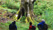 Ancient beech woods