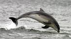 Dolphins